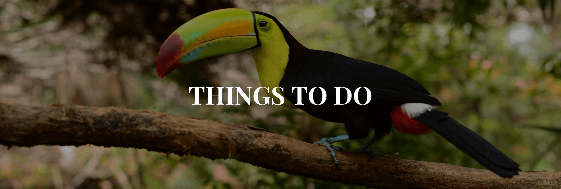 A colorful toucan perched on a branch among lush greenery.
