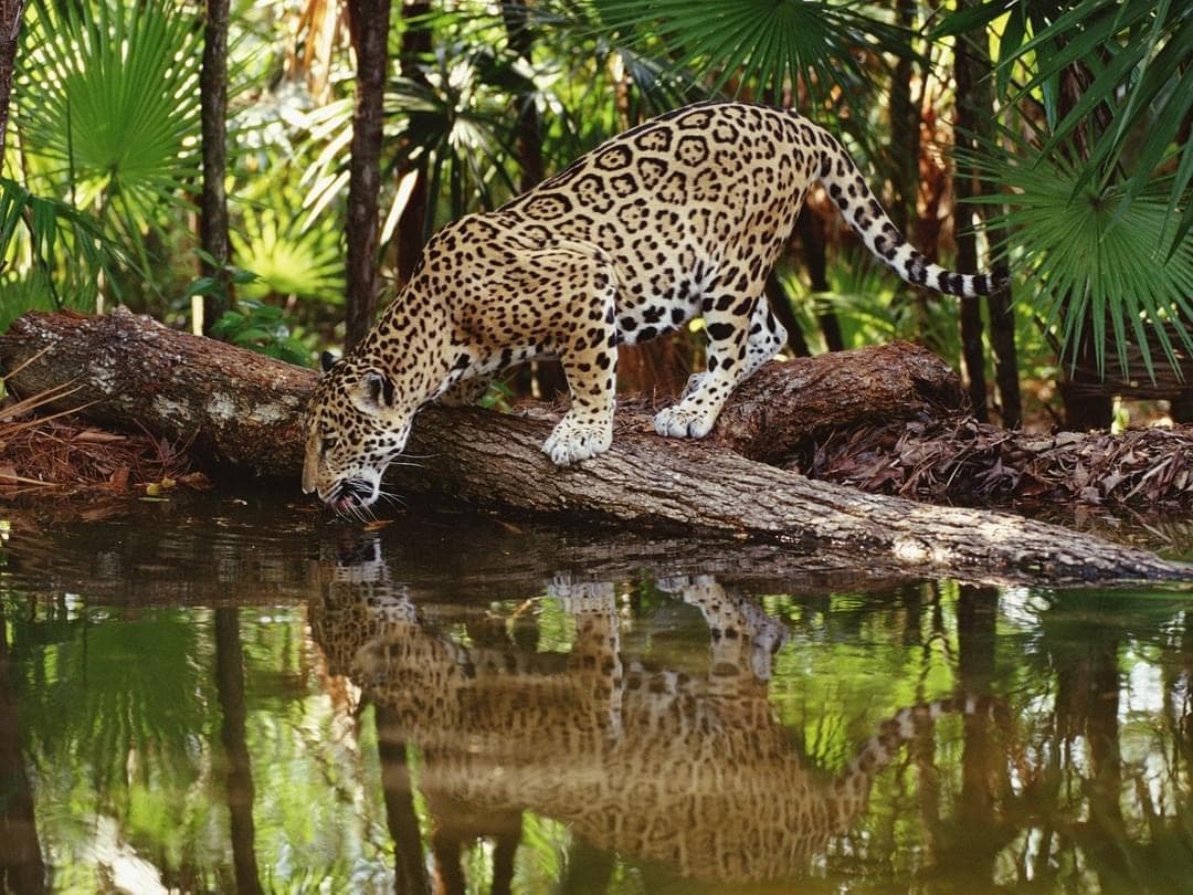 A jaguar crouches near a riverbank, gazing at its reflection in the water amidst a lush, green environment. A jaguar crouches near a riverbank, gazing at its reflection in the water amidst a lush, green environment.