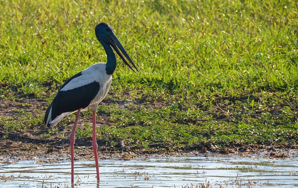 A black and white stork stands by the water's edge in a grassy area.