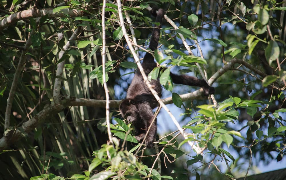 A monkey hangs upside down from branches among green leaves.